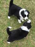 Suczka Bordel Collie