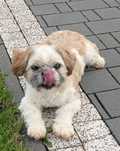 Piesek Shih Tzu z