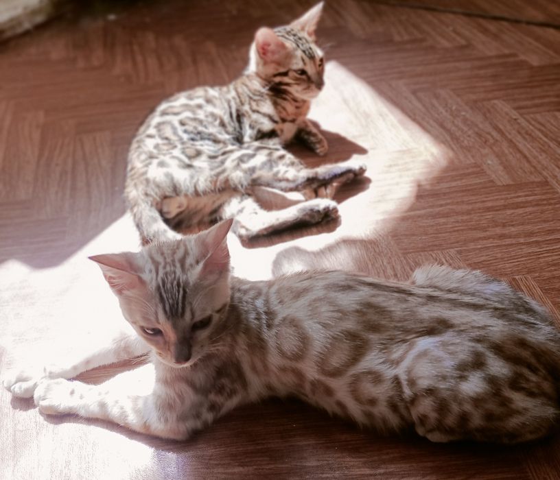 Бенгальські котики