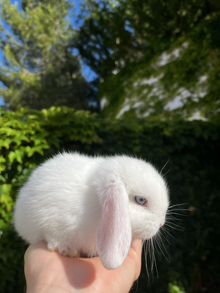 Criador coelhos mini Lop (orelhudos)