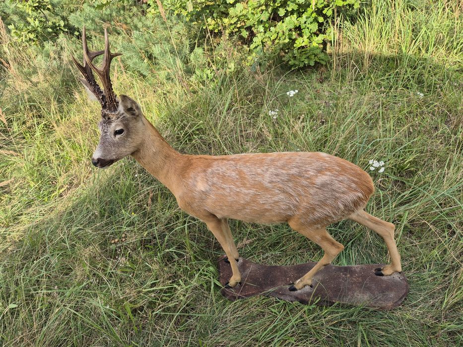 Sarna jelonek parostki koziolek caly preparat