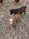 Casal de cabritos arraçados de cabrito anão