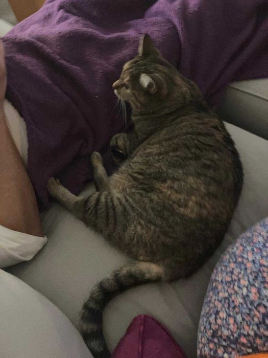 Gata para adoção responsável