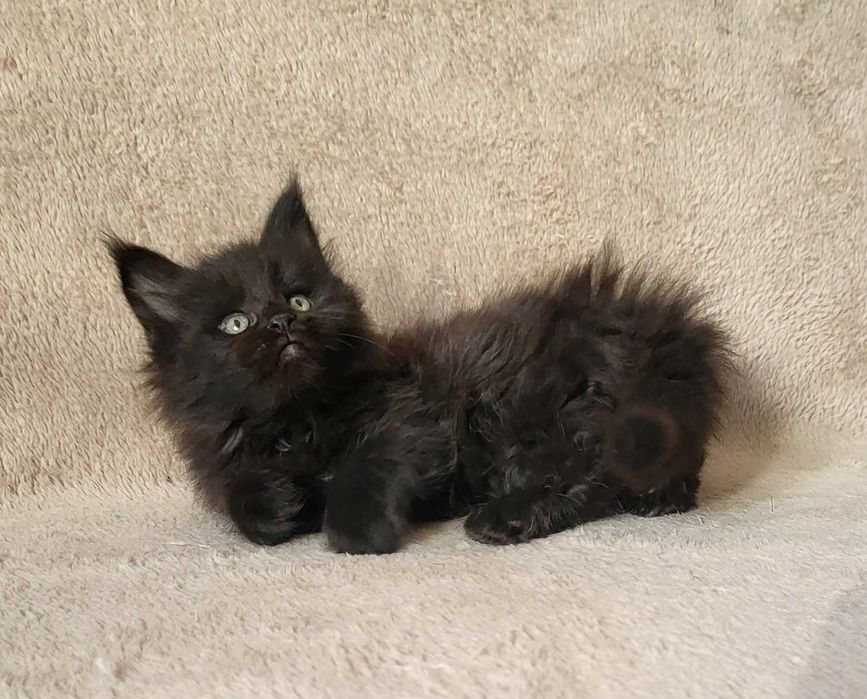 Czarna kotka MCO z rodowodem FPL