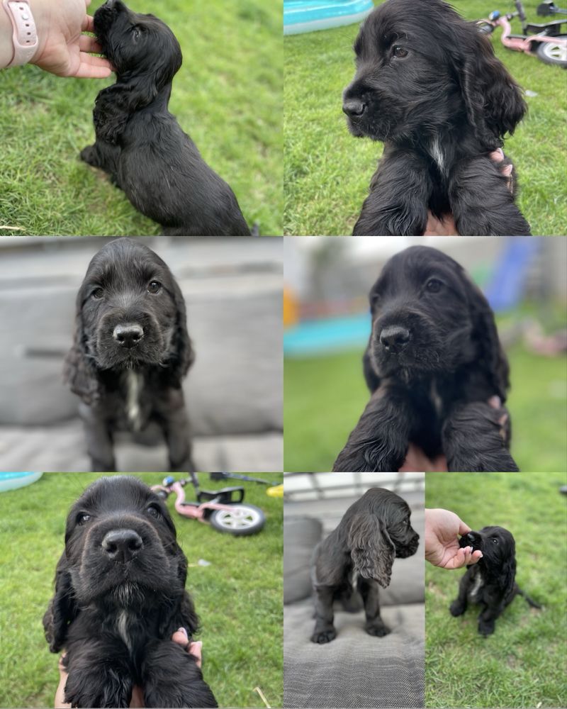 Cocker spaniel angielski badania genetyczne