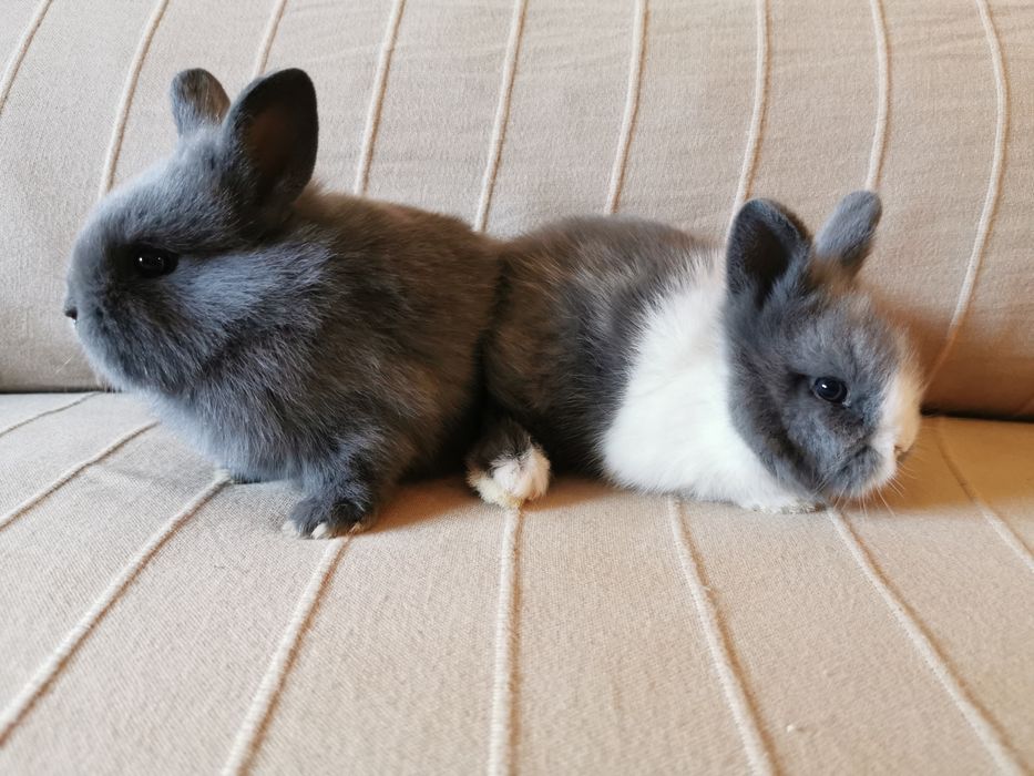 Coelhos anões mini + gaiola nova + alimentação adequada