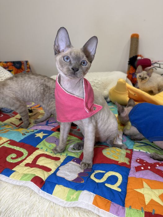 Семен, яркий голубоглазый котенок ищет маму