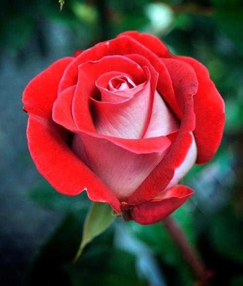 Roseira que dá ROSAS de CORAÇÂO BRANCO, flores grandes,