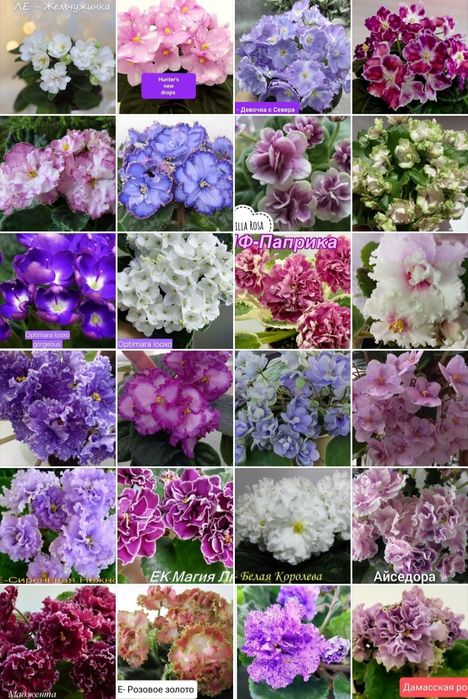 Продам молоді кустики фіалки НЕ ДОРОГО