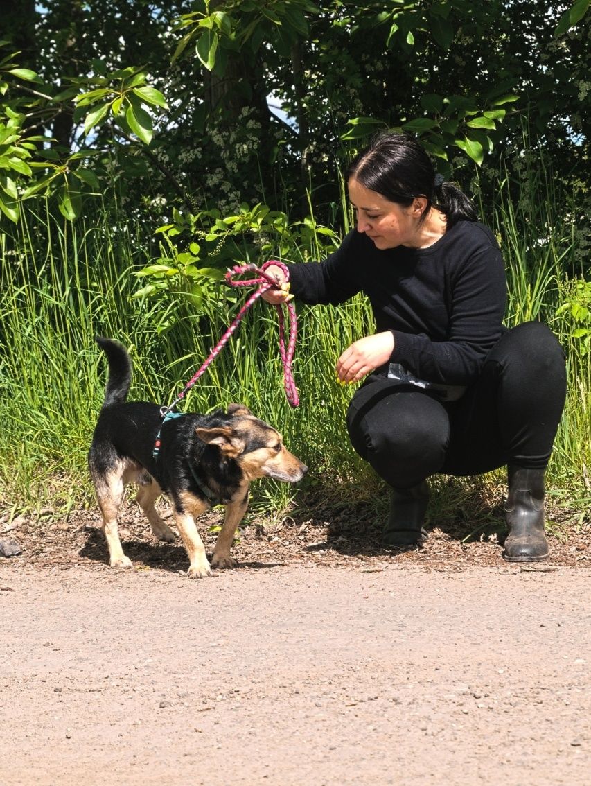 Słodki piesek w typie corgi o dużych uszkach szuka domu