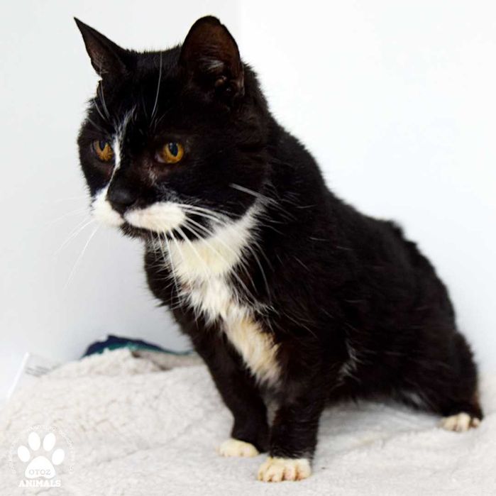 Spokojna kotka do adopcji! Poznajcie Azję!