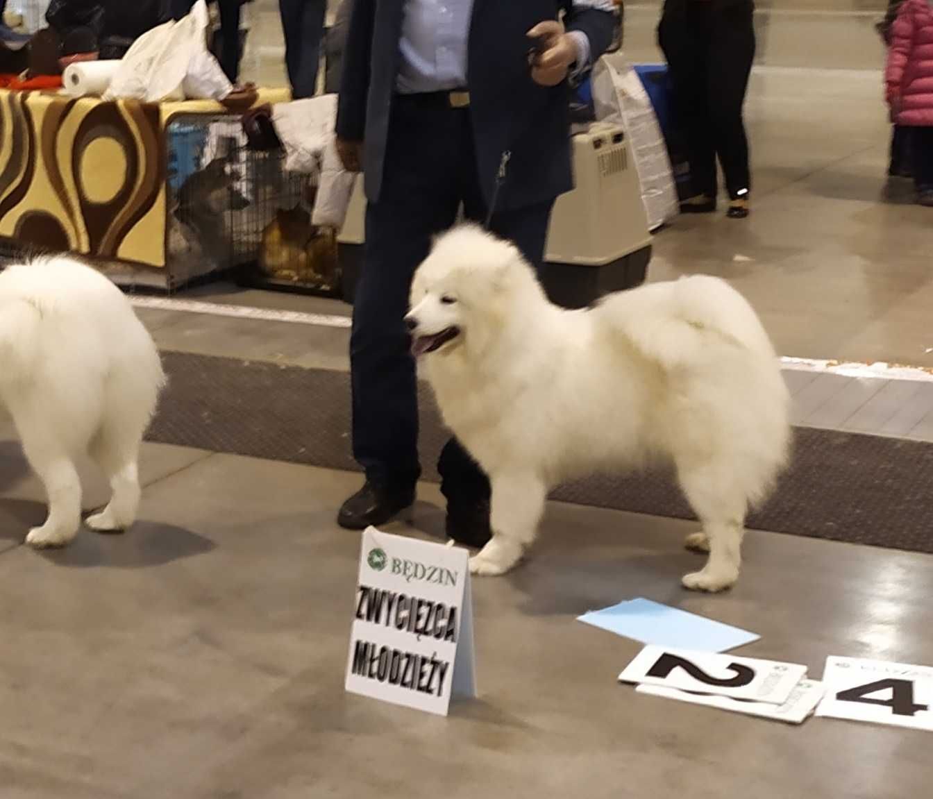 Samoyed - piękny piesek - ZKwP - FCI