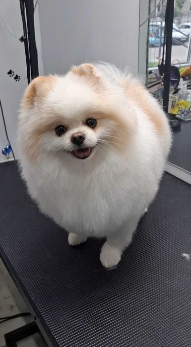 Грумінг домашніх тварин