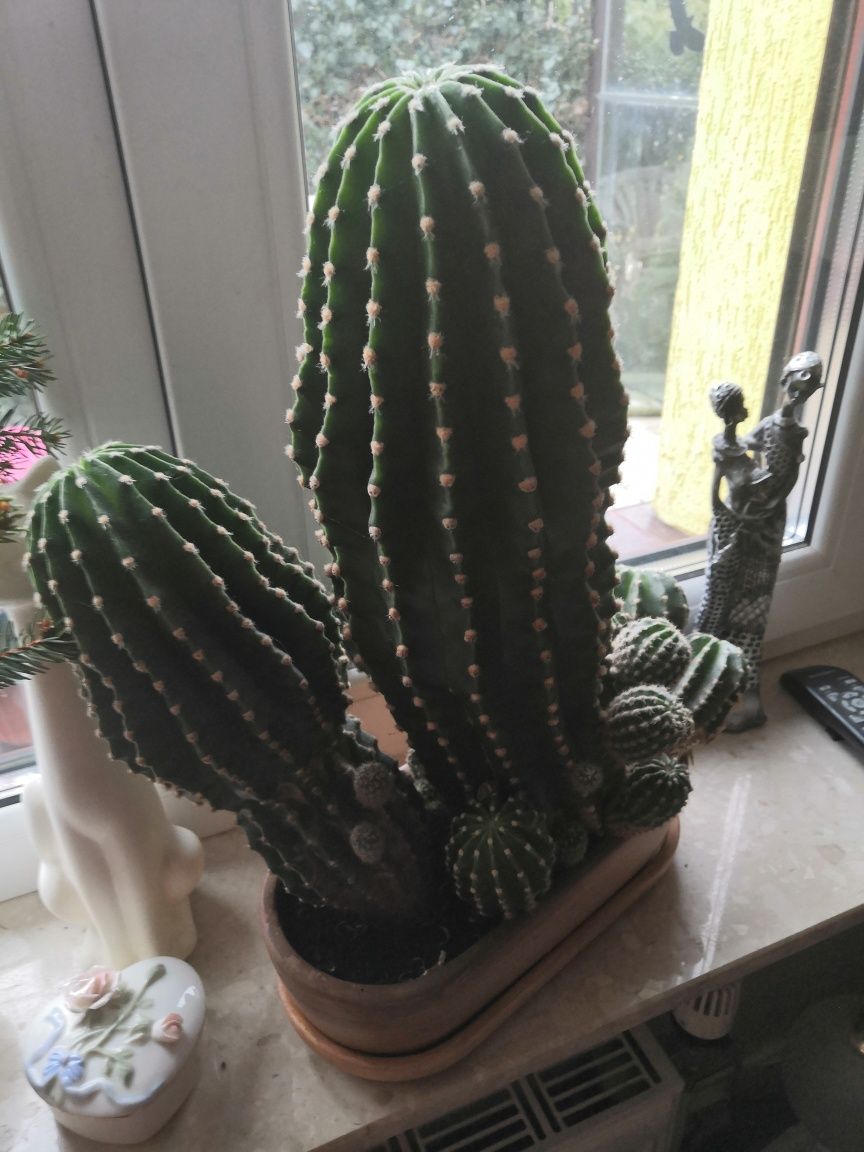 Kaktus echinopsis  dwa duże i dużo małych