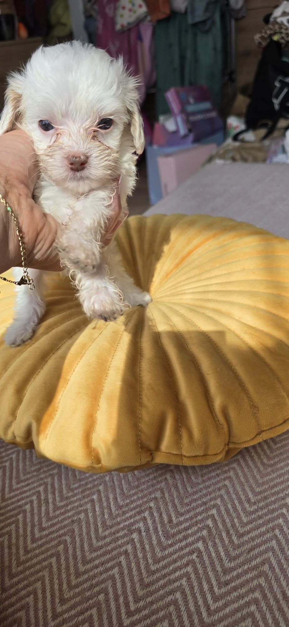 Malutki Maltipoo