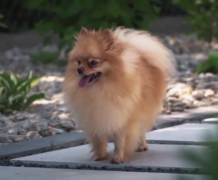 Pomeranian Szpic Miniaturowy