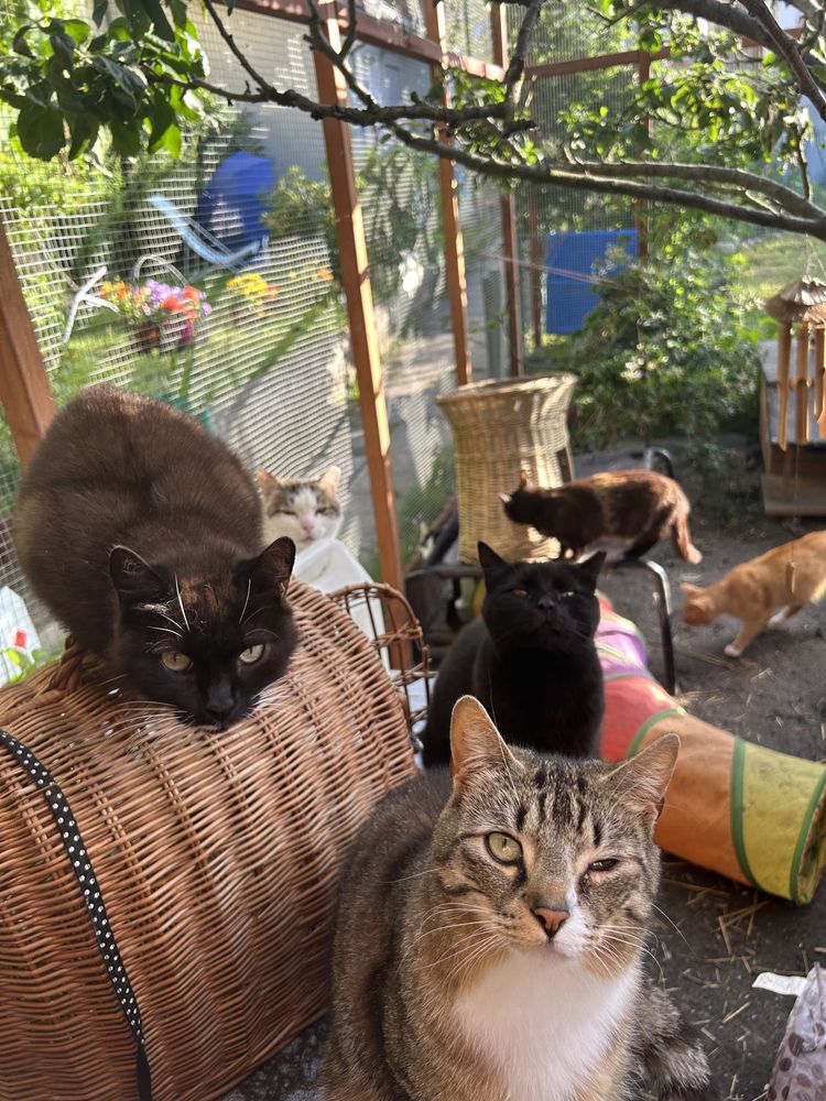 Masa kotów do adopcji! U nas znajdziesz przyjaciela