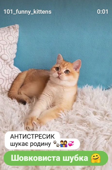 ШИКАРНИЙ КОТИК золота шиншила ny12.