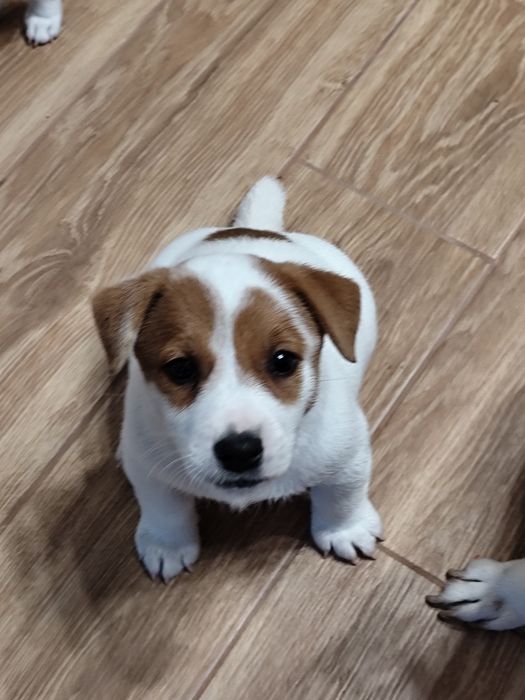 Цуценята Джек Рассел тер'єр