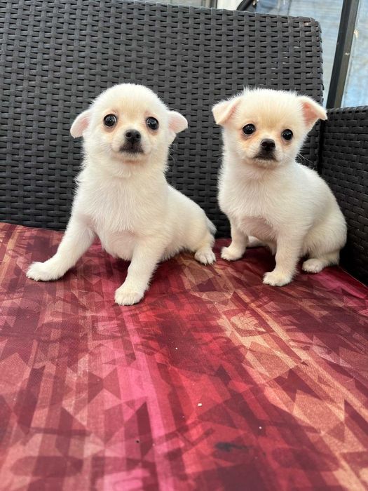 Гарнюні дітки, дівчинка та хлопчик.