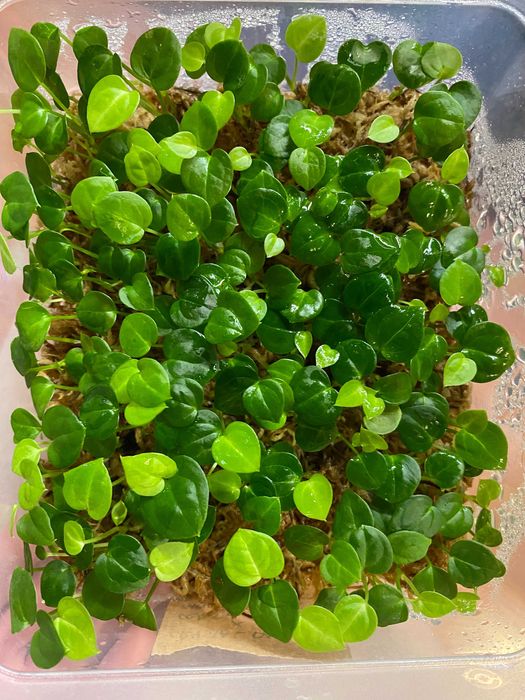 Zestaw sadzonek Anthuriów