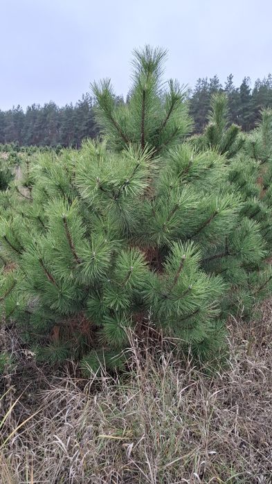 Новорічна Кримська Сосна (Кримка) ОПТ/РОЗДРІБ