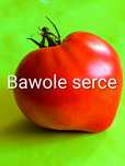 Pomidor Bawole serce stara odmiana nasiona