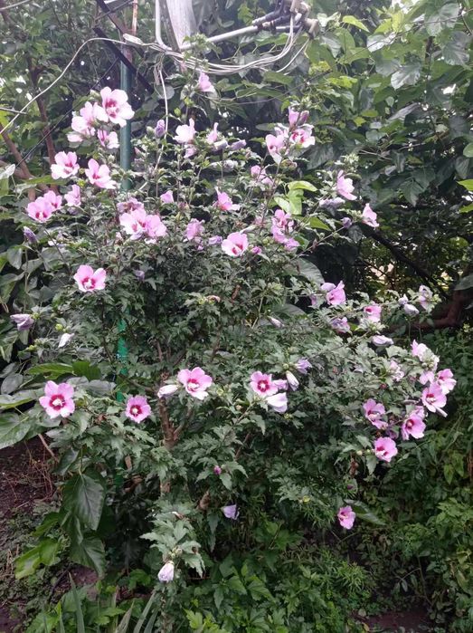 Продам саджанці різних квітів