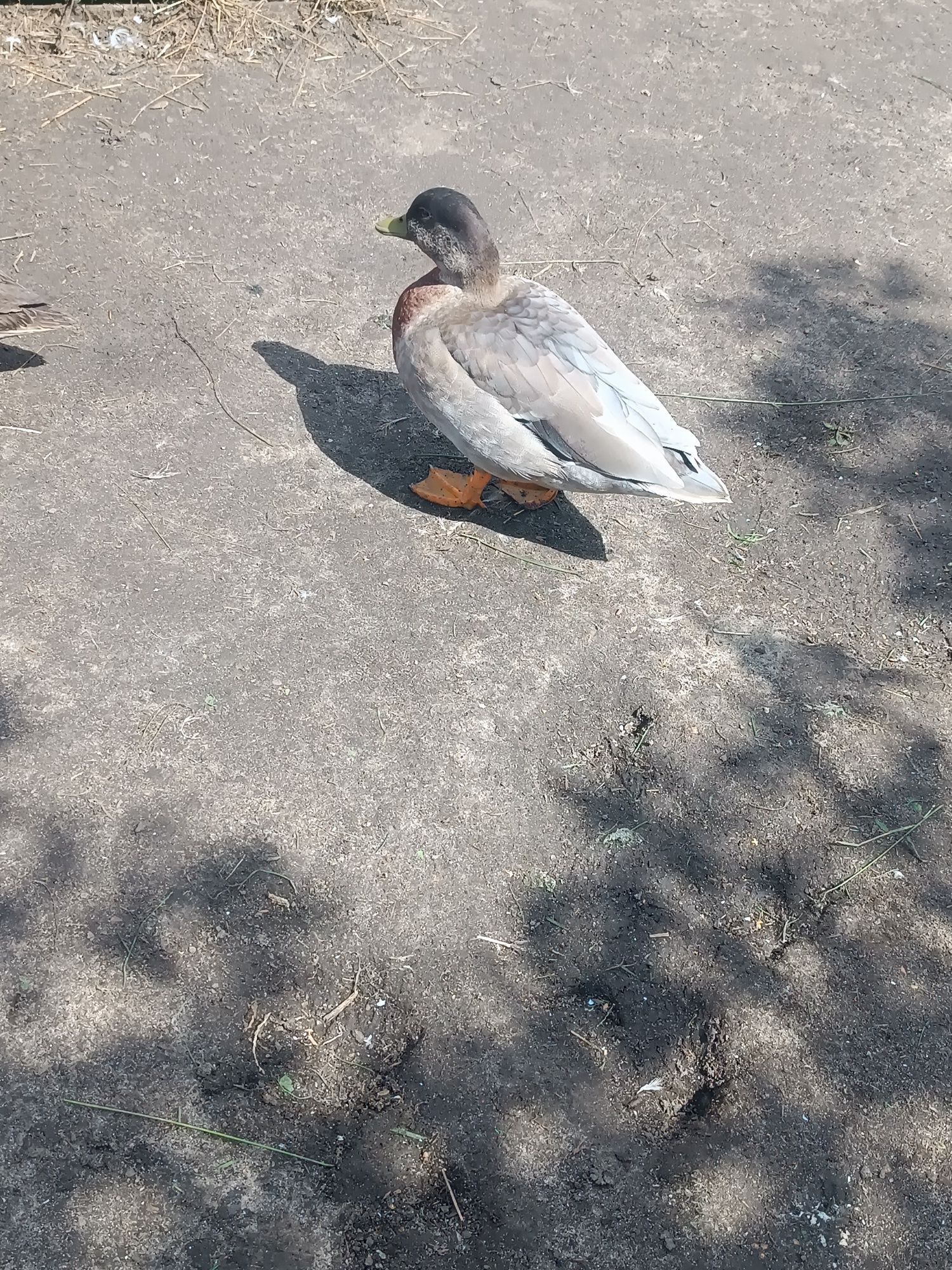Sprzedam kaczki i kaczorki rasy Call Duck oraz krzyżówki Call Duck.
