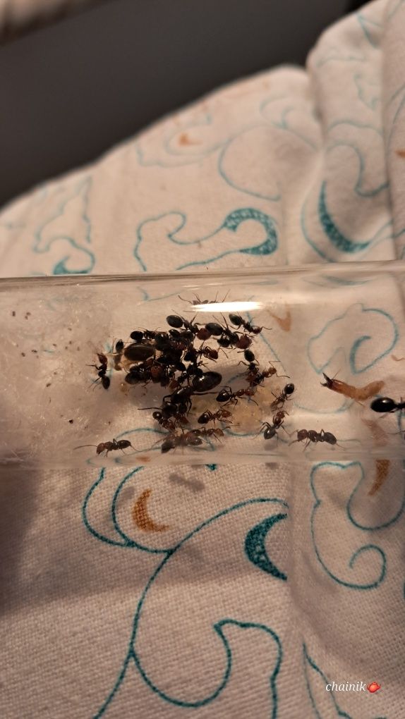 Муравьи Camponotus lateralis