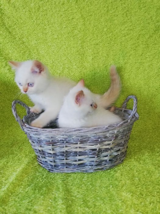 Kot kocięta koty brytyjski Gotowy do odbioru
