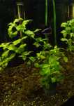 Roslina akwariowa Ludwiga Repens