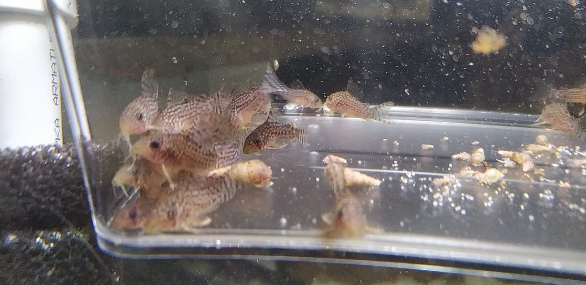 Kirys, kirysek corydoras sterbai, sterbi