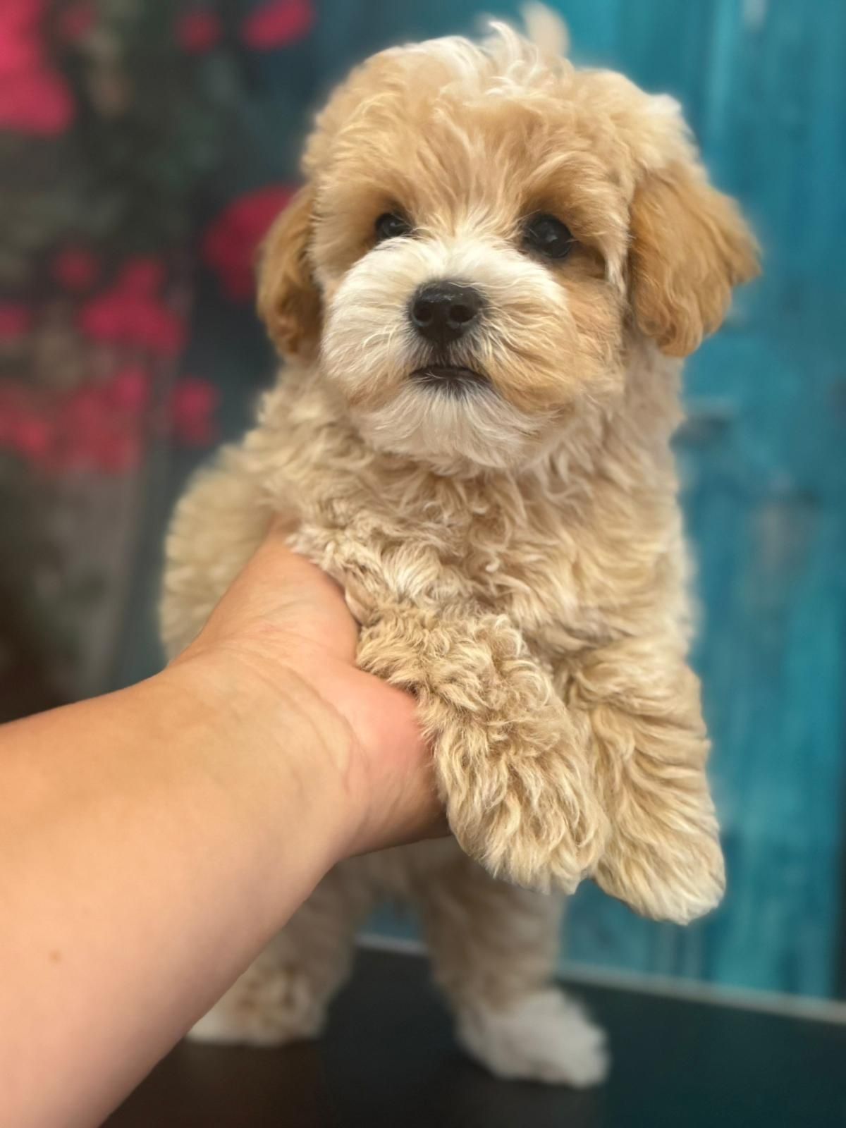 Maltipoo ostatni piesek