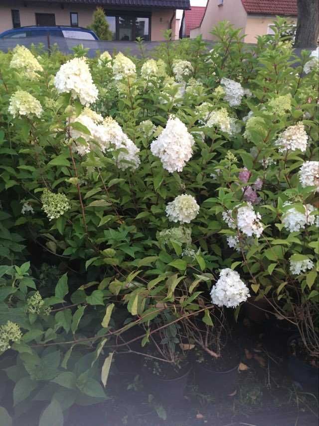 Hortensja Hydrangea pan. 'Candlelight' PBR