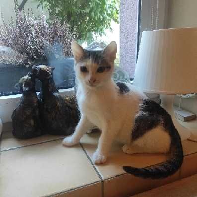 Merlin, Munio i Muffinek - trzy kocurki