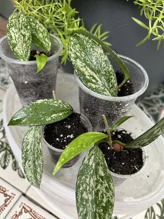 Продам вкорінені хойї