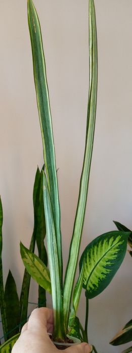 Сансевієрія Бентель