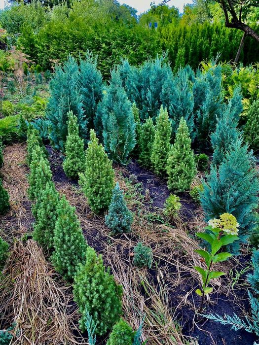 Туя смарагд Колумна Брабант Кипарисовик Лавсона Ялинка Коніка Дейзі