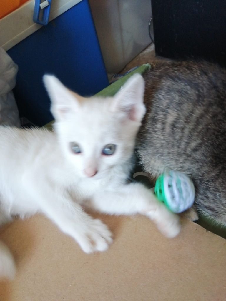 Gatinhos bebes para adoção responsável
