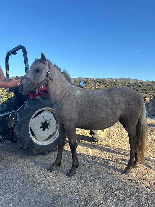Garrano pony 120cm