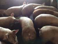Продам свині живою вагою 68грн.за кілограм,або тушками