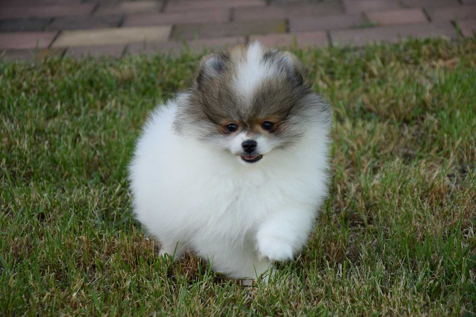 Nefryt - puchaty piesek Pomeranian parti color