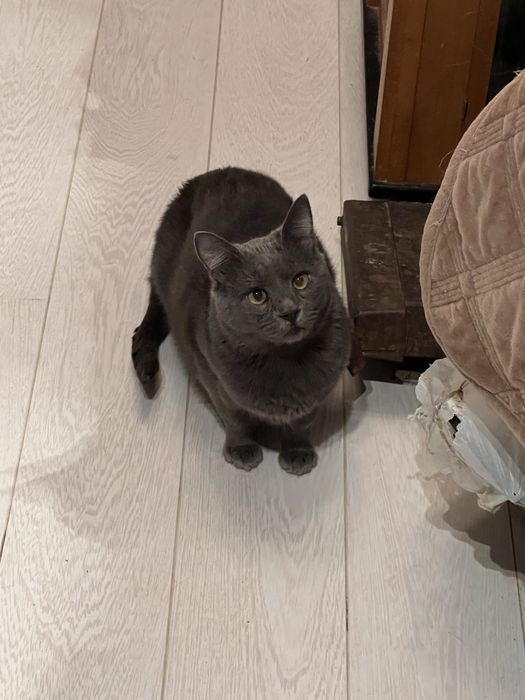 Киця компаньон. Дуже ласкава