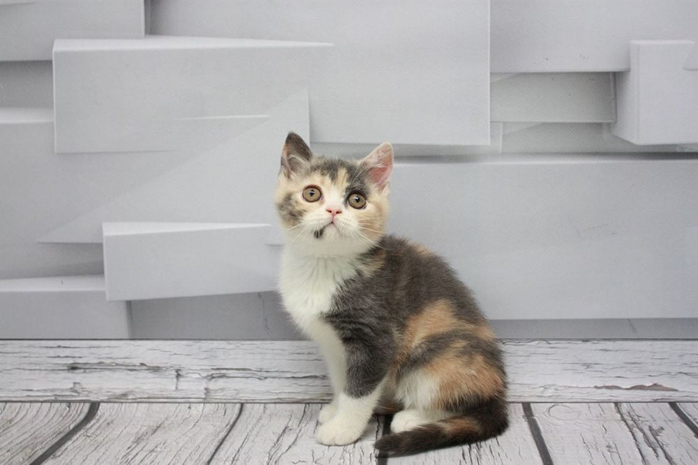 Шотландське кошеня scottish straight