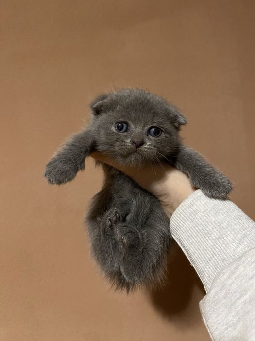 Весловуха дівчинка