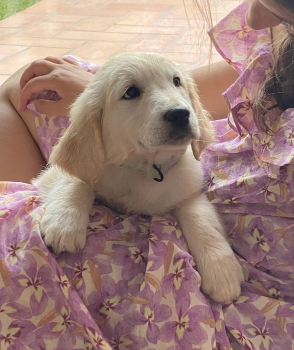 Golden Retriever TOP