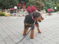 Terrier niemiecki pies czarny podpalany