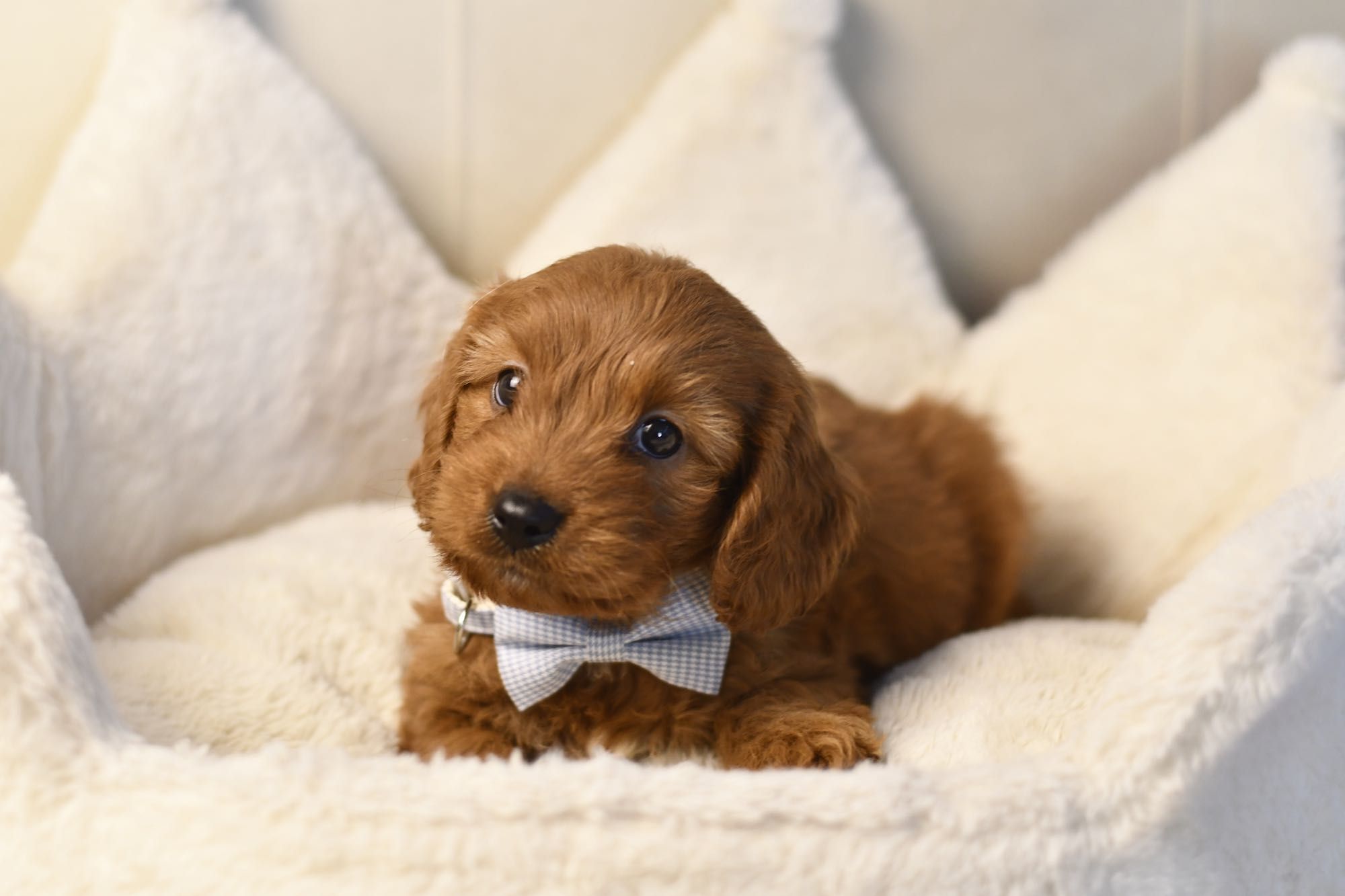 Cavapoo F1 RED BROWN wyjątkowy chłopiec gotowy do odbioru