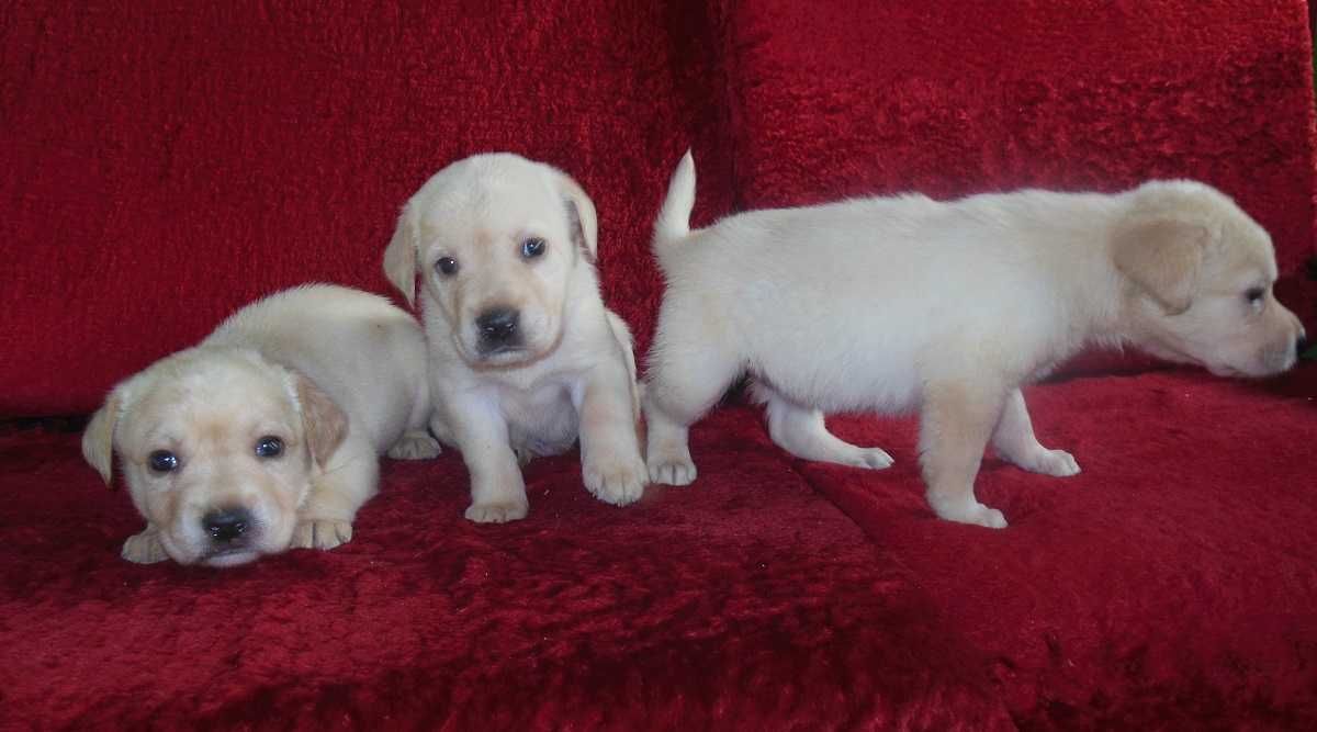 Labrador Retriever szczenię